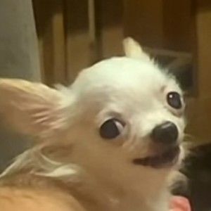 Meet your Posher, Janet